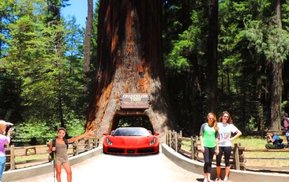 Visit Leggett's world-famous drive-thru tree.JPG